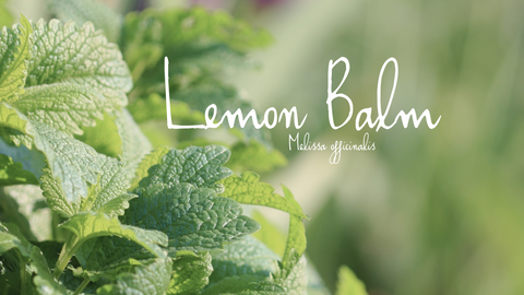 Lemon Balm leaves in the garden