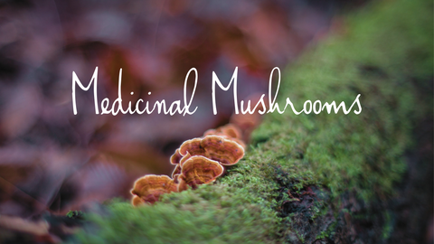 Medicinal Mushroom Reishi growing in the forest