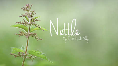Stinging Nettle gone to seed in the garden
