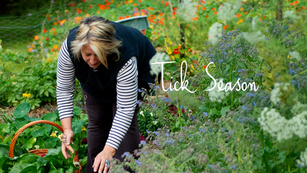 Woman in garden harvesting plants