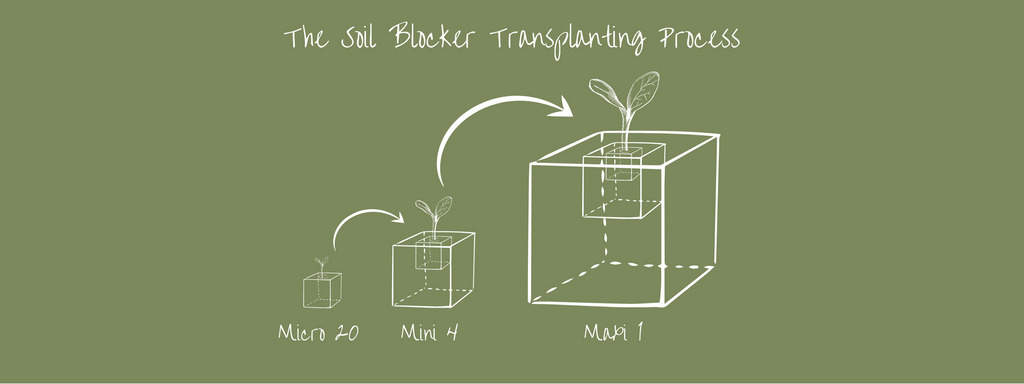 soil blocker transplanting process