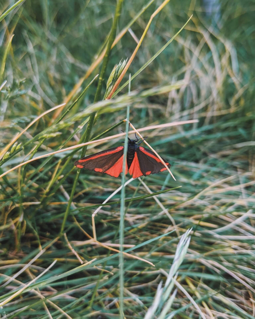 cinnabar moth on grass