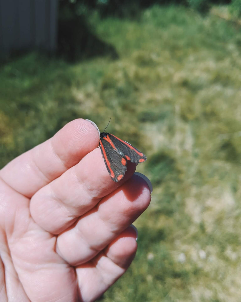 cinnabar moth is on my hand