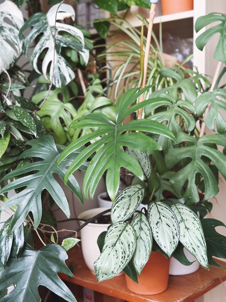 a group of houseplants