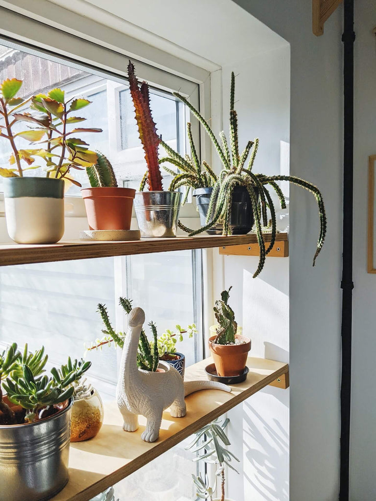 various cacti on window shelves