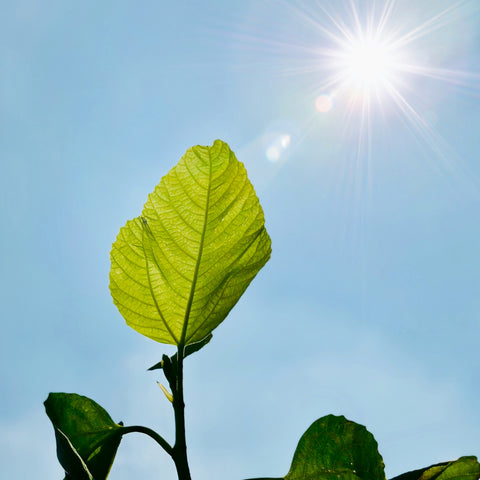 A bright sun shining in a clear blue sky, highlighting the dangers of sun exposure.