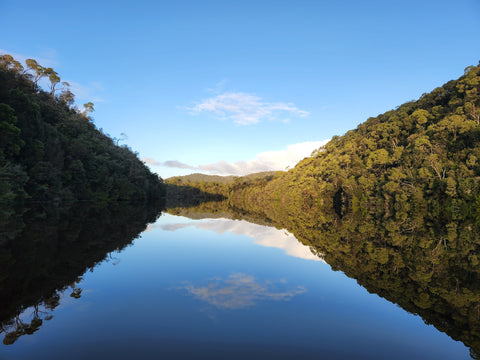 Tarkine Rainforest Pieman River Tasmania