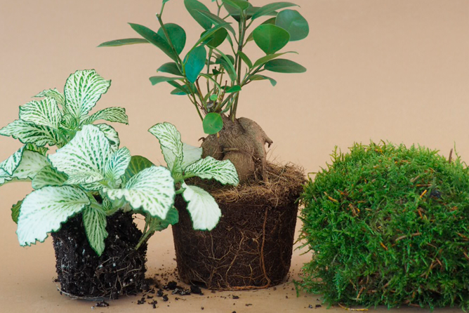 planter, som er gode til terrarier – Plant