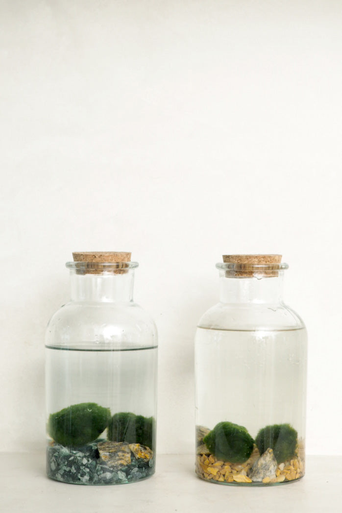 Marimo mosskugler