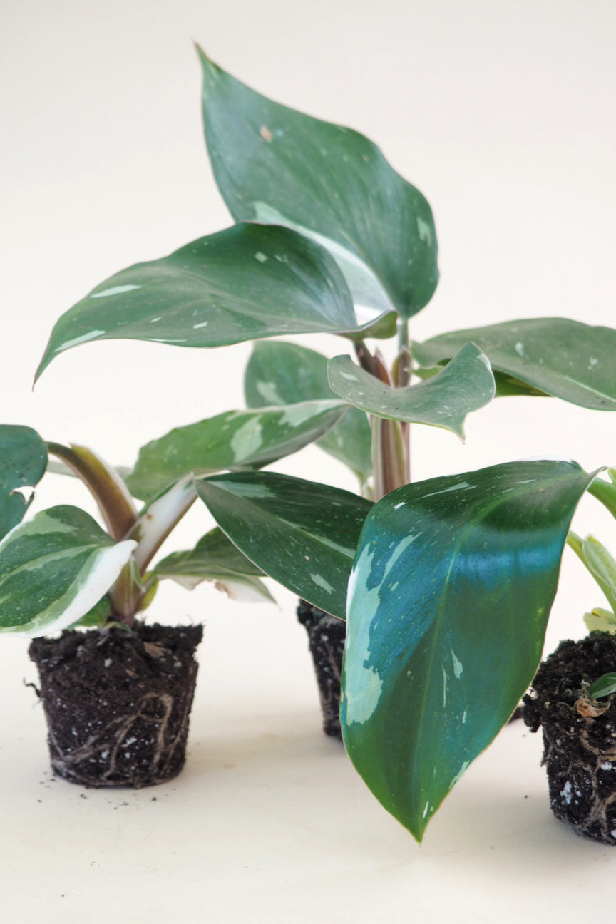 Philodendron White Knight