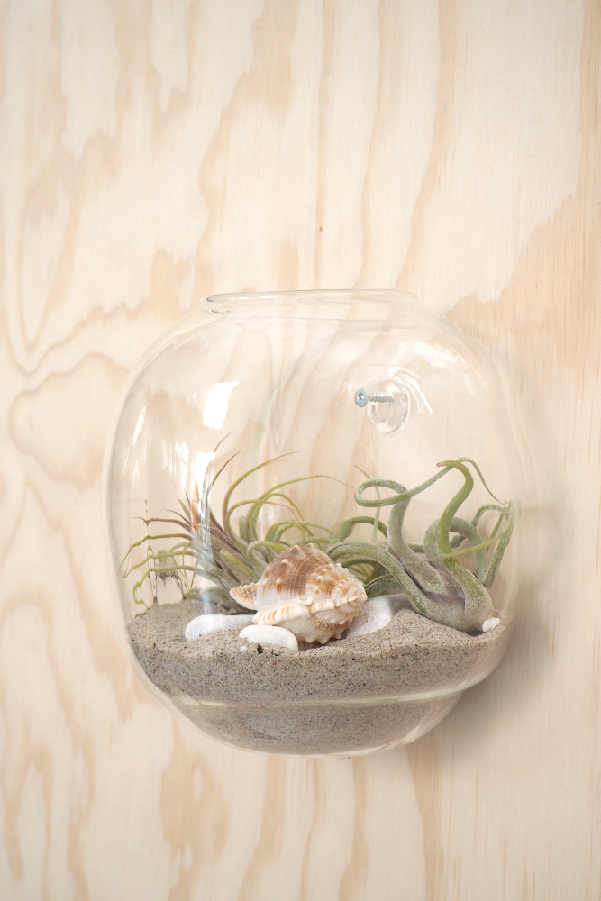 air plant terrarie kit