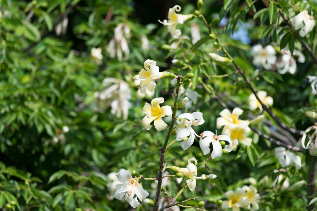 small-flowers-closeup-tree-branch-with-green-leaves-spring-nature-siberia