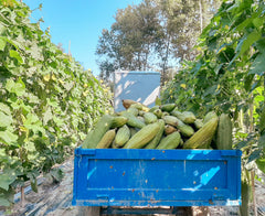 Luffa Ernte in Albanien