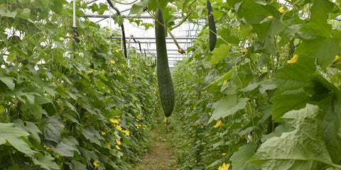 Anbau von Luffa Gurken bzw. Schwammkürbis in Deutschland zur Herstellung von Luffa Schwämmen