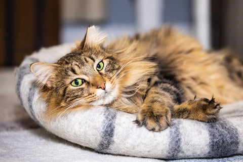 Long haired cat relaxing in a cat bed