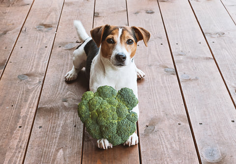 Jack Russell Terrior holding a floret of broccoli