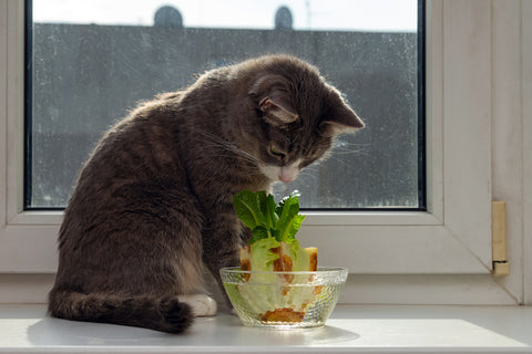 Cat looking down at small lettuce growing in a bowl