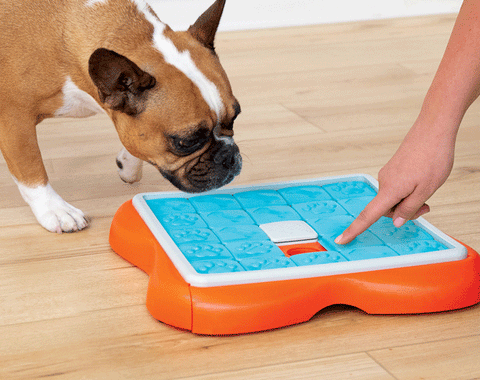 French Bull Dog playing with a dog puzzle toy