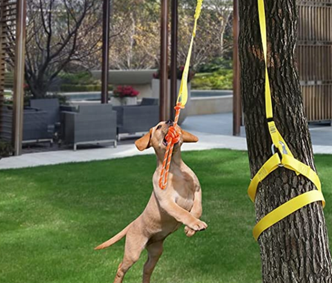 Dog playing tug of war