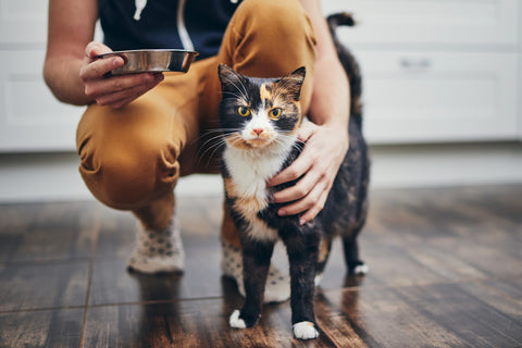 Calico cat wrapping around owner's leg waiting to be fed