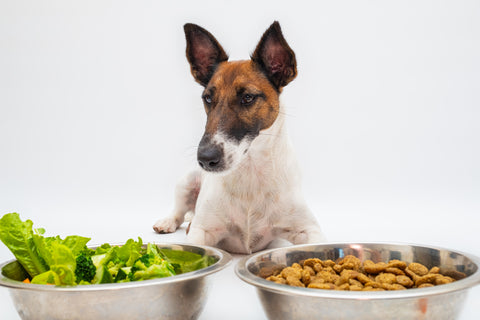 Jack Russell mix dog looking at two bowls of food, kibble and raw vegetables
