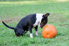 dog pressing its head against a large orange pumpkin while sitting in a grassy field