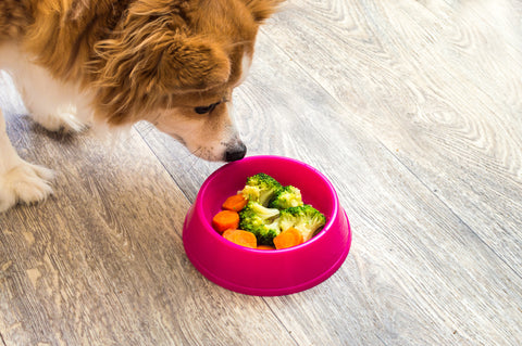 Long haired Corgi dog staring at a pink food bowl with fresh carrots and broccoli inside of it
