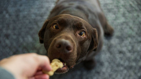 image of person feeding dog treat to chocolate lab dog