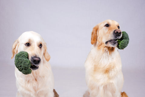 Two Golden Retriever dogs holding broccoli stalks in their mouth