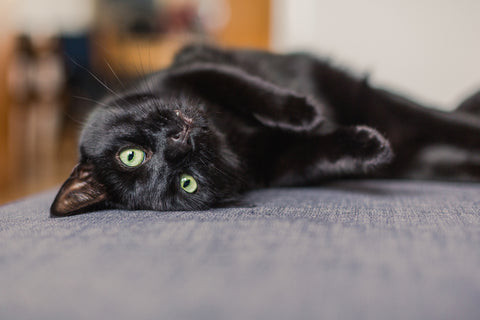 long haired black cat looking relaxed rolling on its back