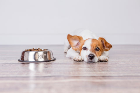 Jack Russell dog lying on wood flooring next to a stainless steel water bowl