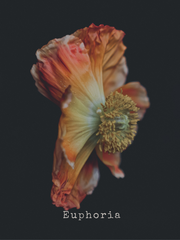 Euphoria poppy flower photo by Magdalene Marx