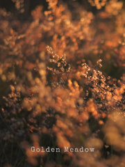 Golden Meadow Field of Flowers Photo by Magdalene Marx