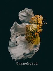 Unanchored poppy flower photo by Magdalene Marx
