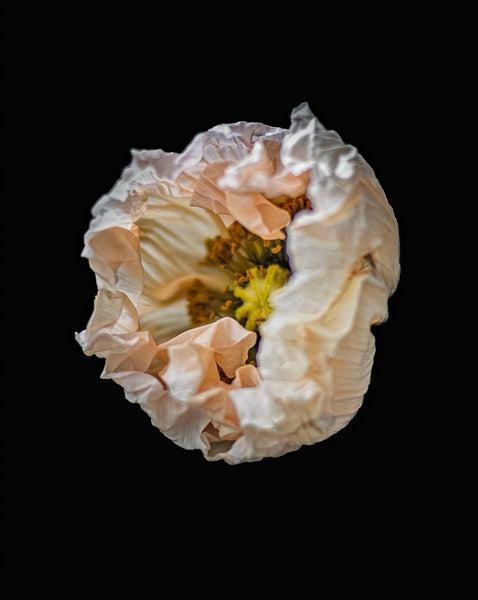 Concave is a photograph of a pale pink poppy in the process of opening