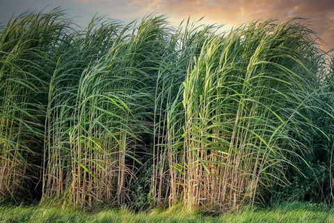 Sugarcane field