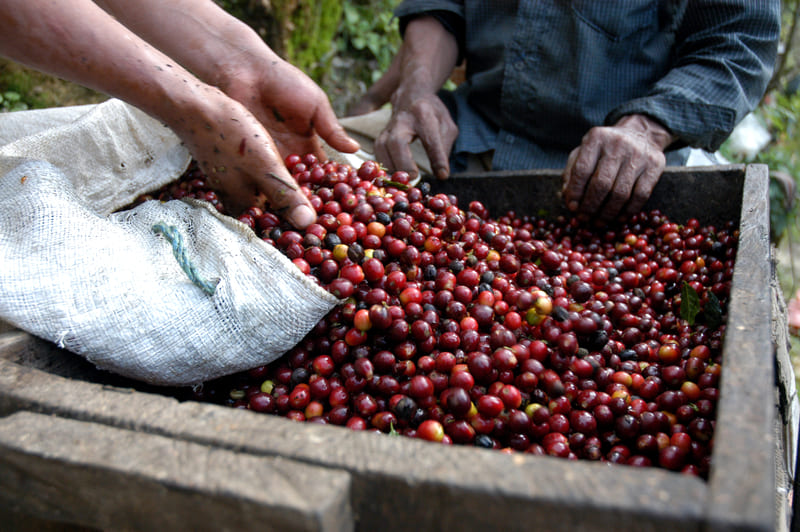 coffee-beans-package-cherries-cherry-coffee