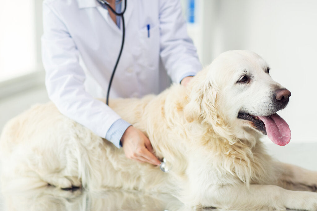 can dog hip dysplasia be cured