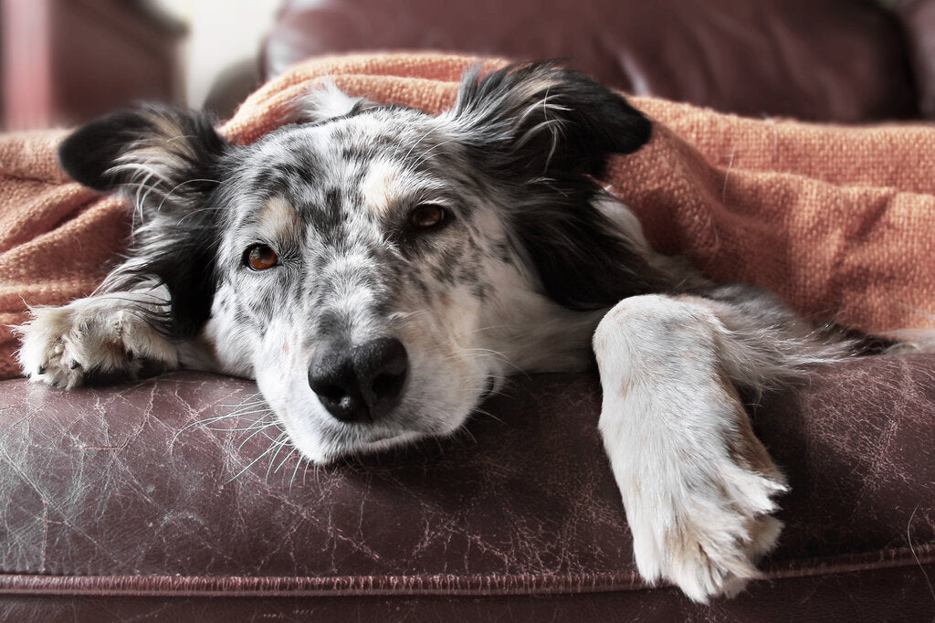 how long does vestibular syndrome last in dogs