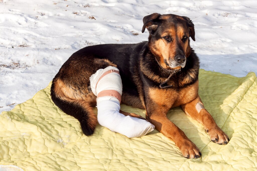 can a dog put weight on a torn acl