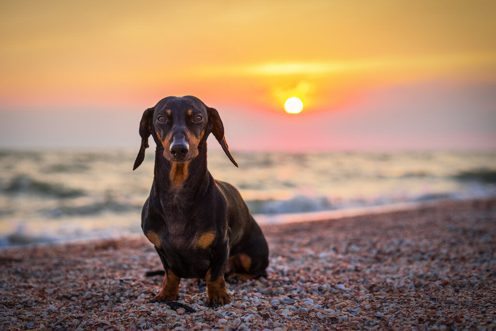 are dachshunds unhealthy