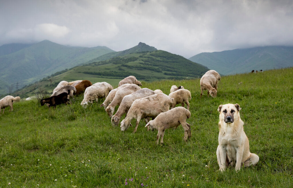 are anatolian shepherds good service dogs