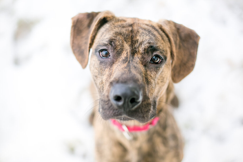 what kind of dogs have a brindle coat