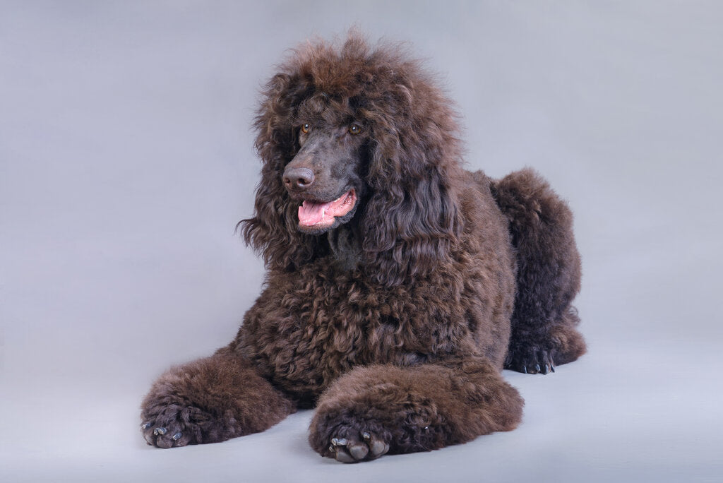 9 Curly Haired Dogs With Cute Coats and Adorable Curls