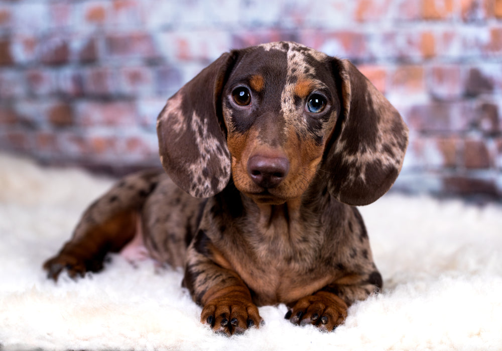 how much is a dapple dachshund