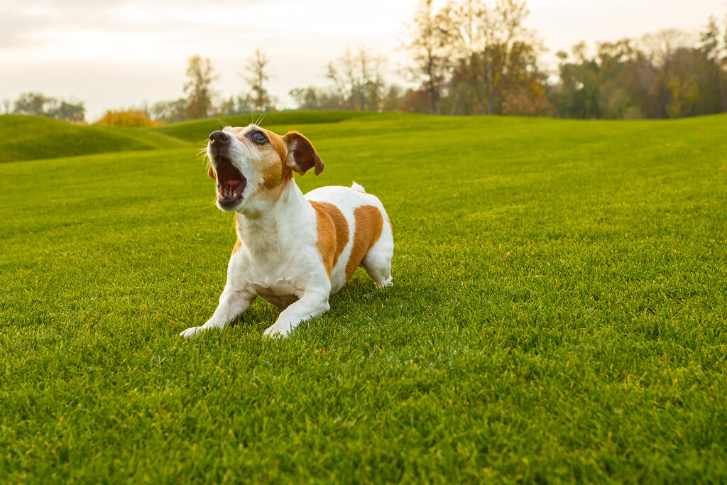 how many different sounds does a dog make