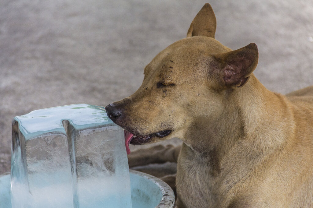 can-dogs-eat-ice-cubes-to-cool-down-their-bodies