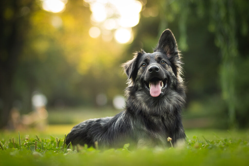 How To Tell Your Dog Happy Birthday