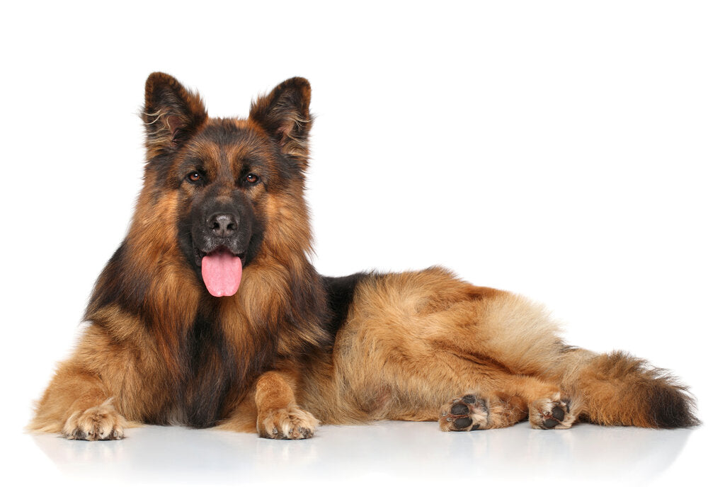 are german shepherds long haired