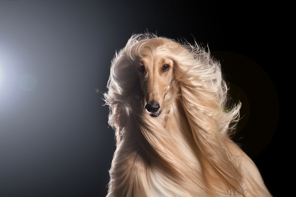 a long haired dog